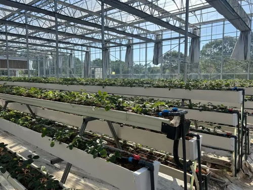 白鶴草莓香飄四溢，植物工廠開啟全年果香新紀元